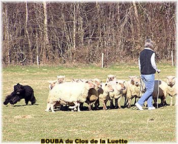 le bouvier des flandres et les moutons - Elevage du CLOS DE LA LUETTE - COPYRIGHT DEPOSE